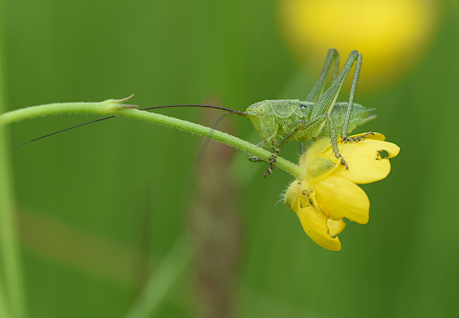 Wiesengrashüpfer