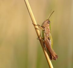 Wiesengrashüpfer