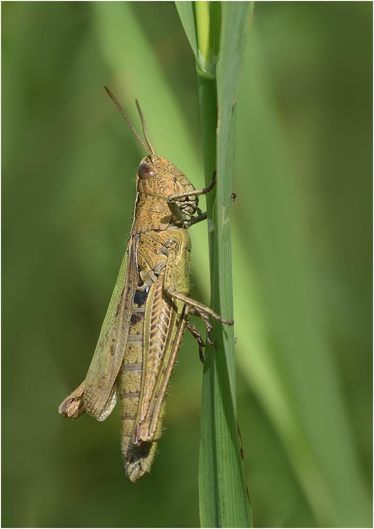 Wiesengrashüpfer