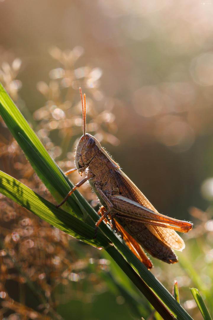 Wiesengrashüpfer (Chorthippus dorsatus)