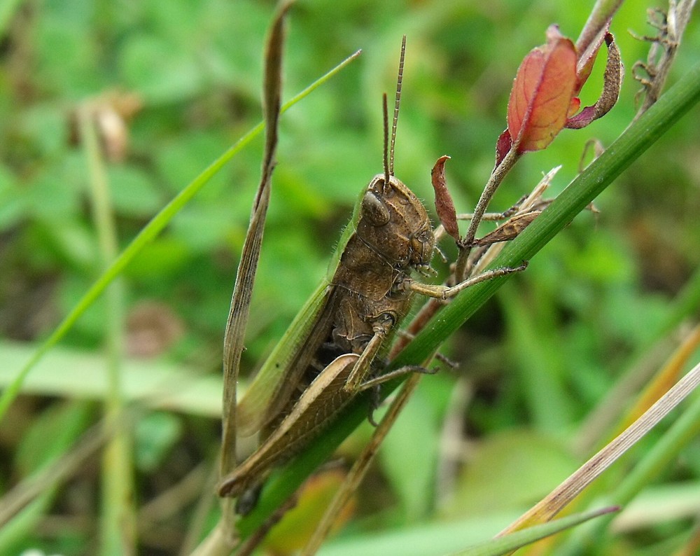 Wiesengrashüpfer "Chorthippus dorsatus"