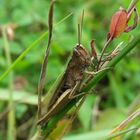 Wiesengrashüpfer "Chorthippus dorsatus"