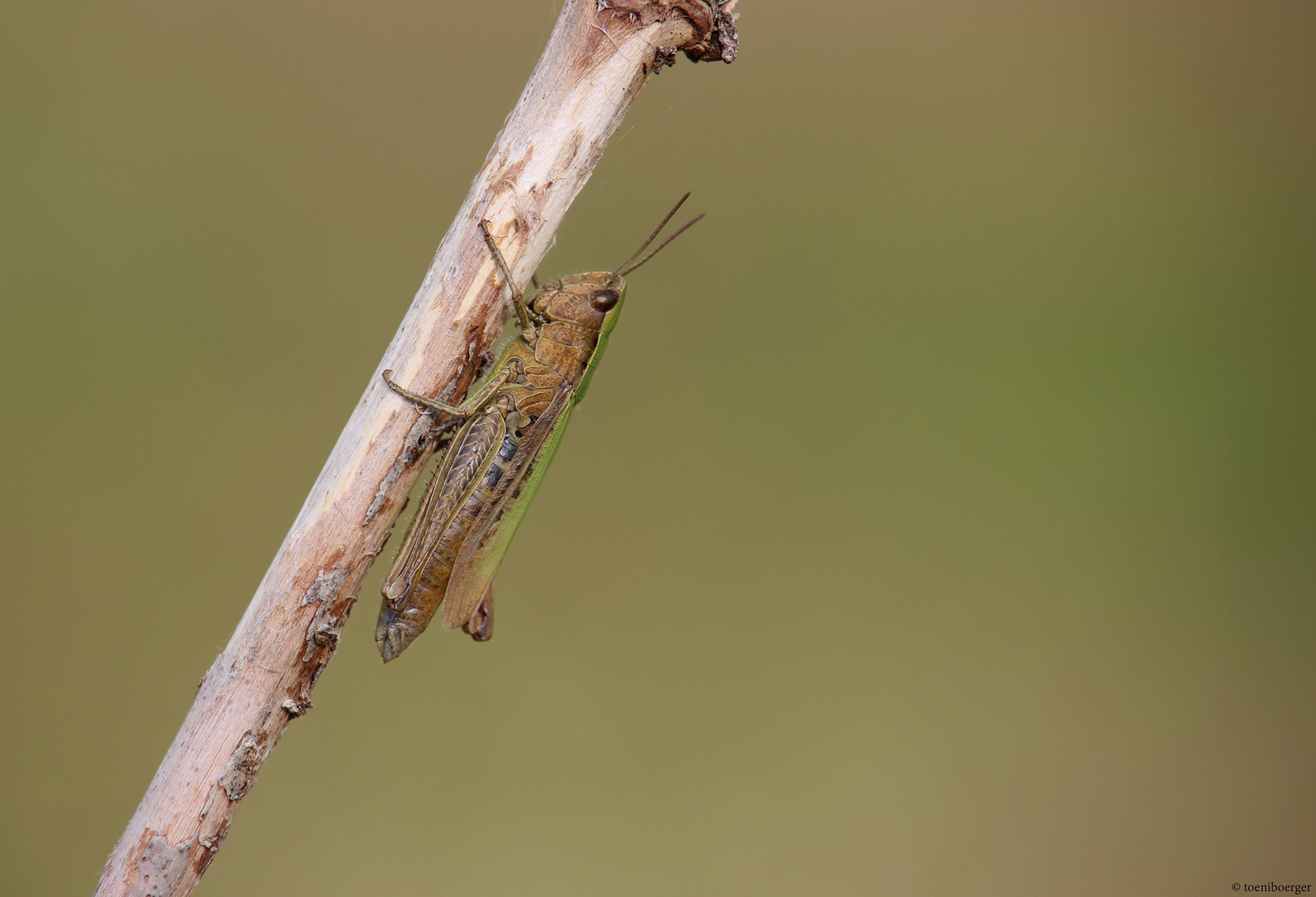 Wiesengrashüpfer (Chorthippus dorsatus)