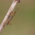 Wiesengrashüpfer (Chorthippus dorsatus)