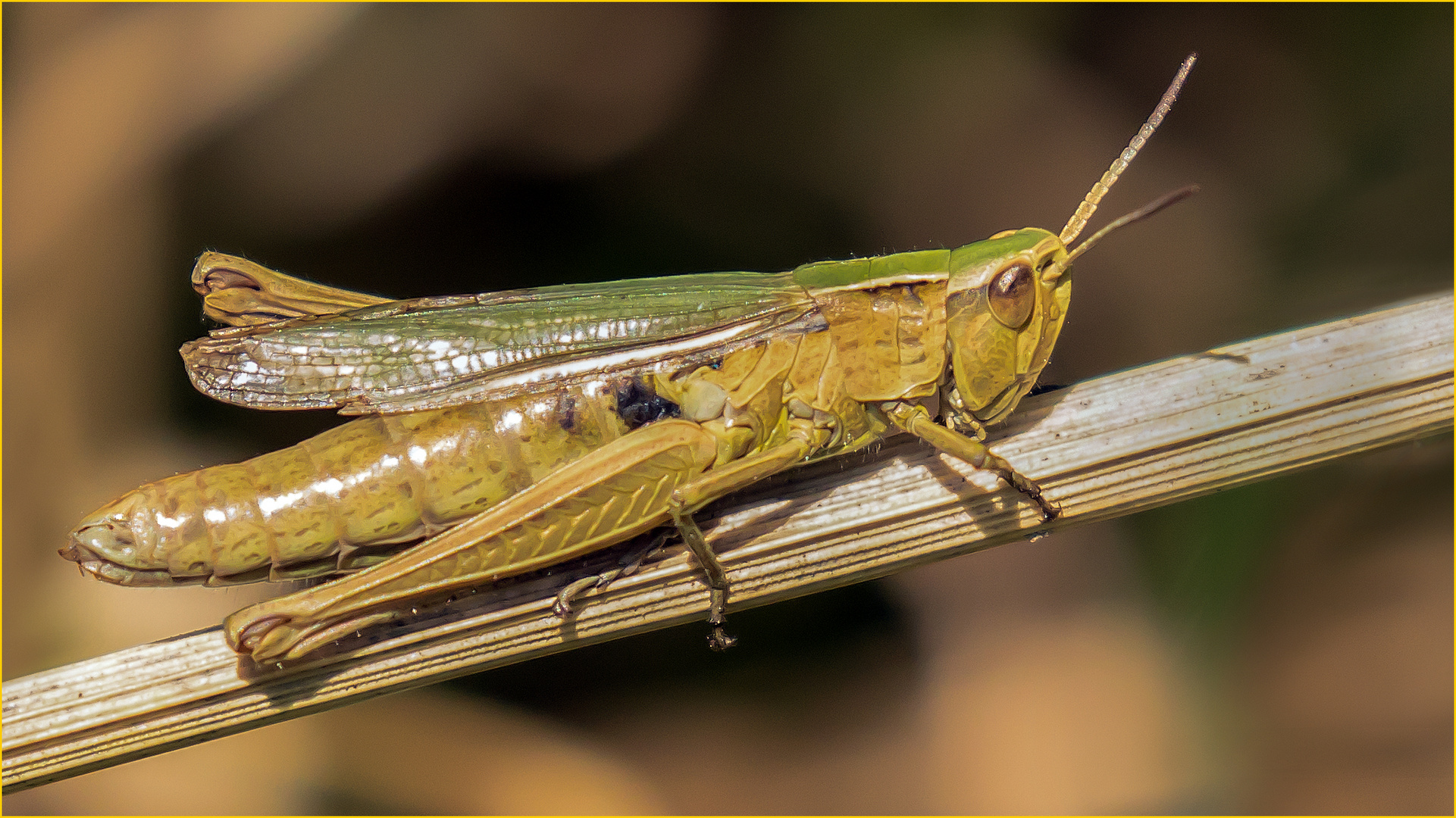 Wiesengrashüpfer (Chorthippus dorsatus)