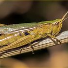 Wiesengrashüpfer (Chorthippus dorsatus)