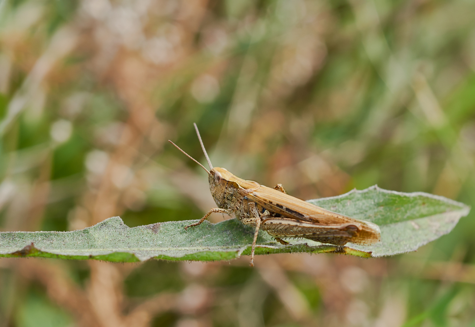 Wiesengrashüpfer (Chorthippus dorsatus )