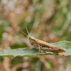 Wiesengrashüpfer (Chorthippus dorsatus )