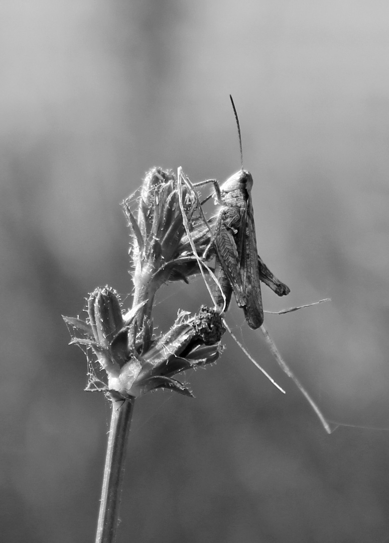 Wiesengrashüpfer (Chorthippus dorsatus) in s/w