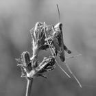 Wiesengrashüpfer (Chorthippus dorsatus) in s/w