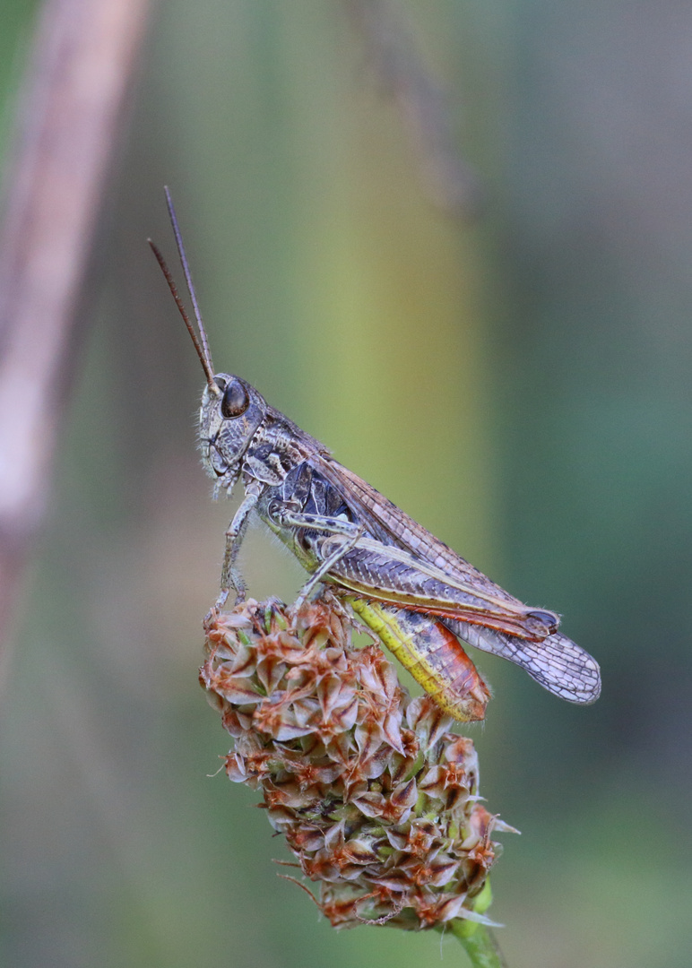 Wiesengrashüpfer/ Chorthippus dorsatus Männchen