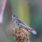 Wiesengrashüpfer/ Chorthippus dorsatus Männchen