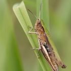 Wiesengrashüpfer (Chorthippus dorsatus), Weibchen