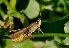 Wiesengrashüpfer (Männchen)