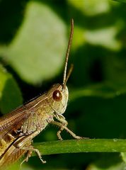 Wiesengrashüpfer (Männchen) - Portrait