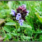 Wiesengrün / - blau