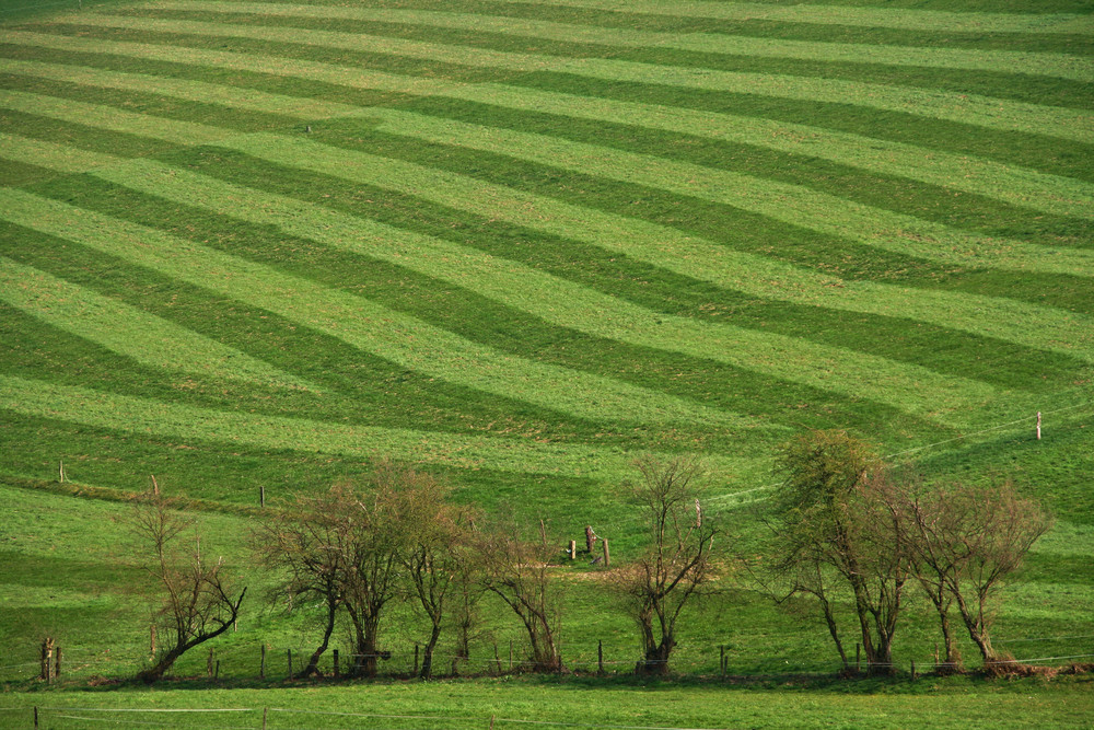 Wiesengrund