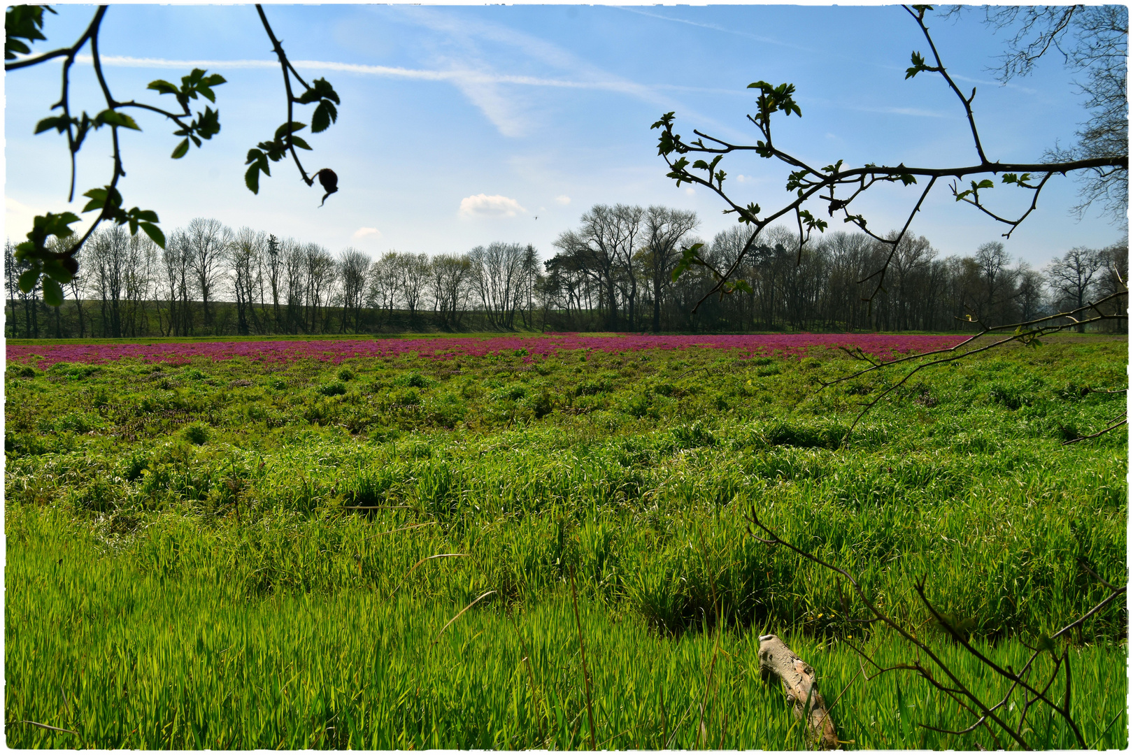 Wiesengrund....