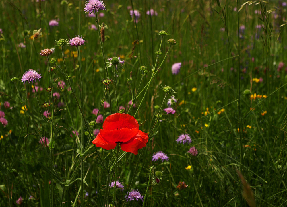 WiesenGrund