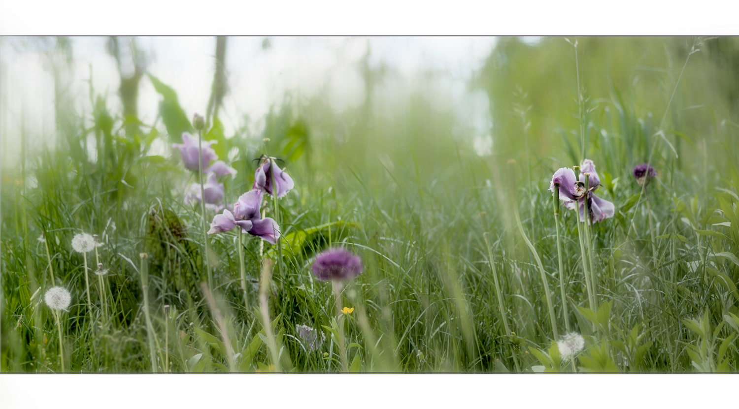 Wiesengrund    . .*.