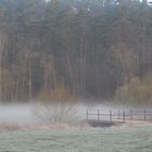 Wiesengrund im Morgenlicht