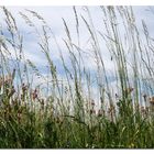 Wiesengrund mit Maihimmel ("mysky")