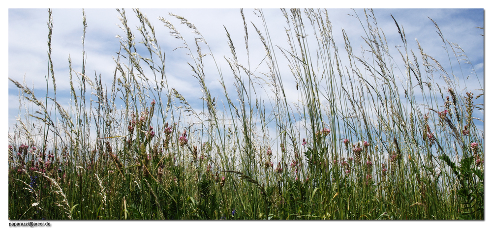 Wiesengrund mit Maihimmel ("mysky")