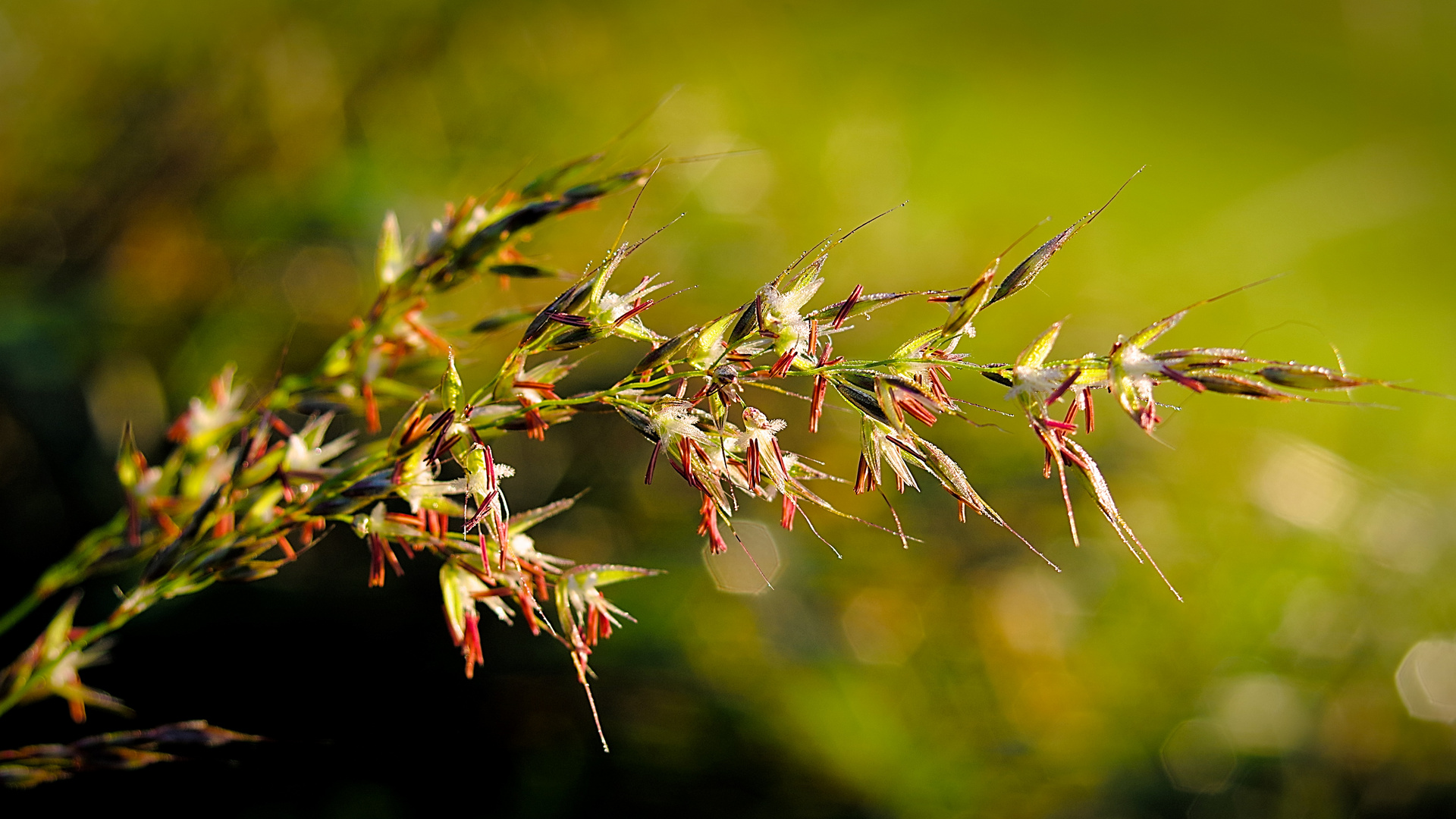 Wiesenhafer