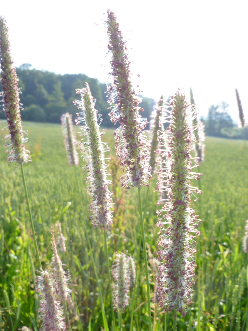 Wiesenhalme