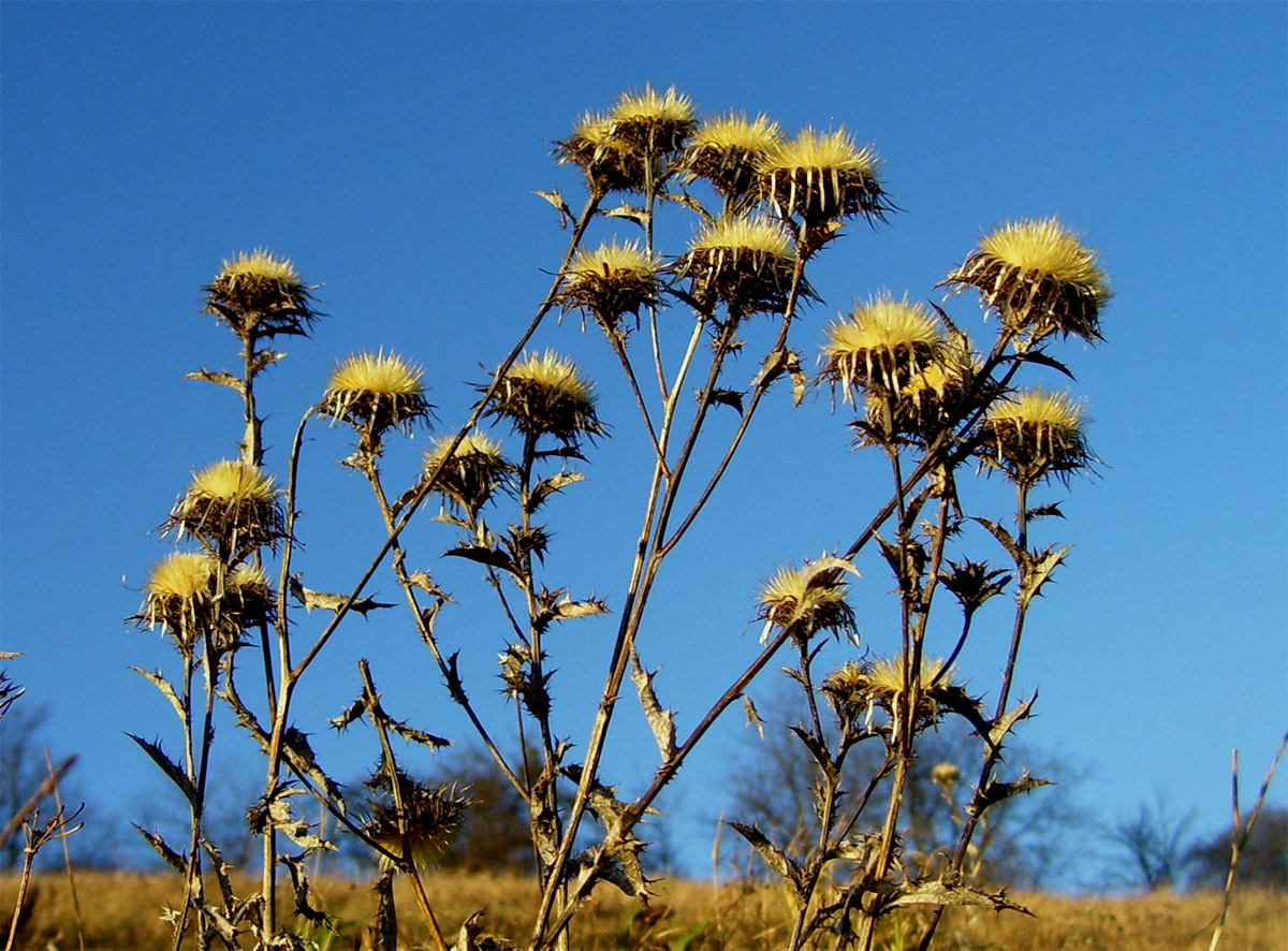 Wiesenhexe