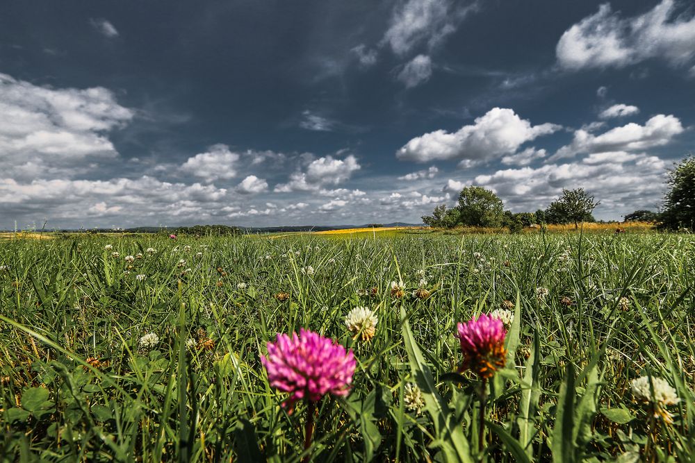 Wiesenhimmel