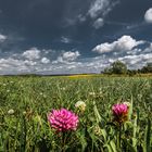 Wiesenhimmel