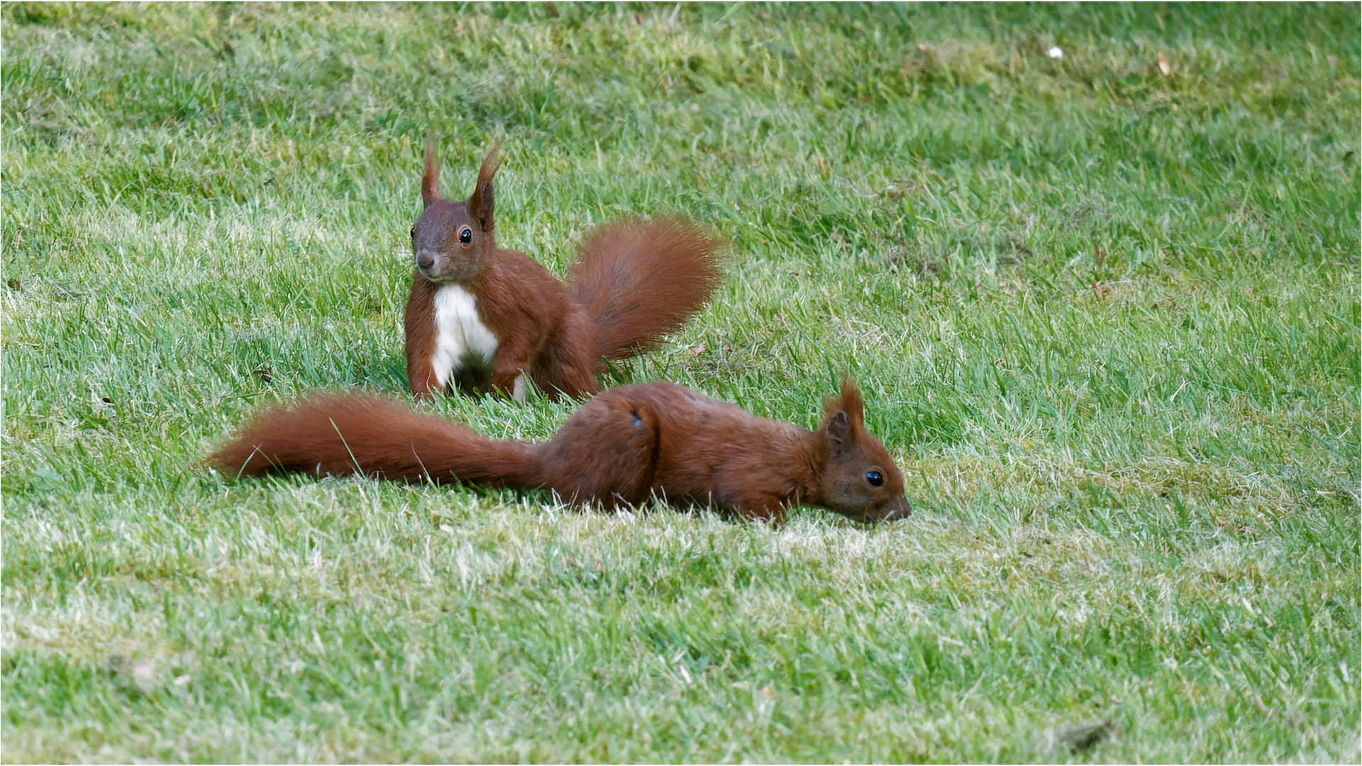 Wiesenhörnchen beim Spielen  .....