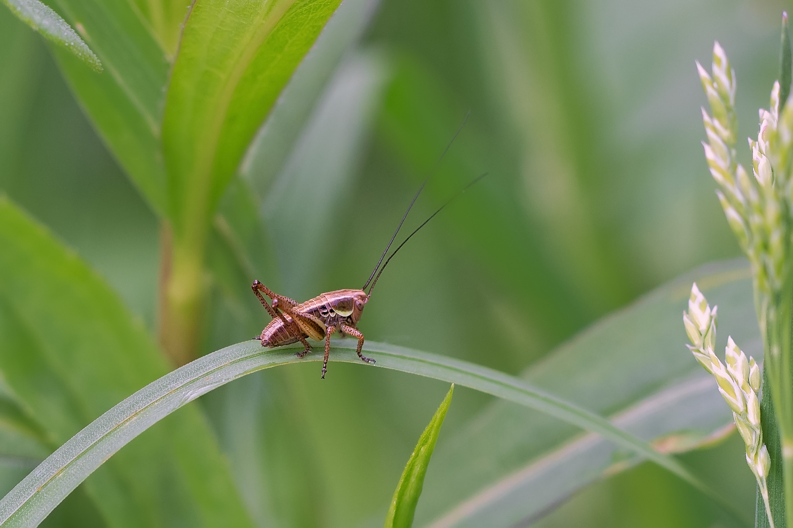 Wiesenhüpfer