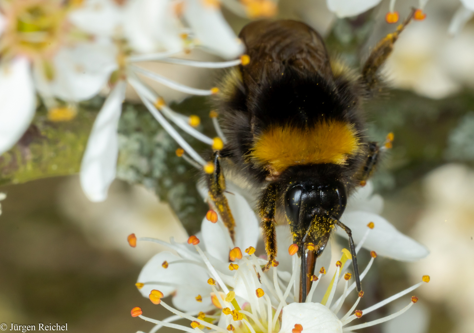 Wiesenhummel 1 (Bombus pratorum) 