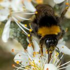 Wiesenhummel 1 (Bombus pratorum) 