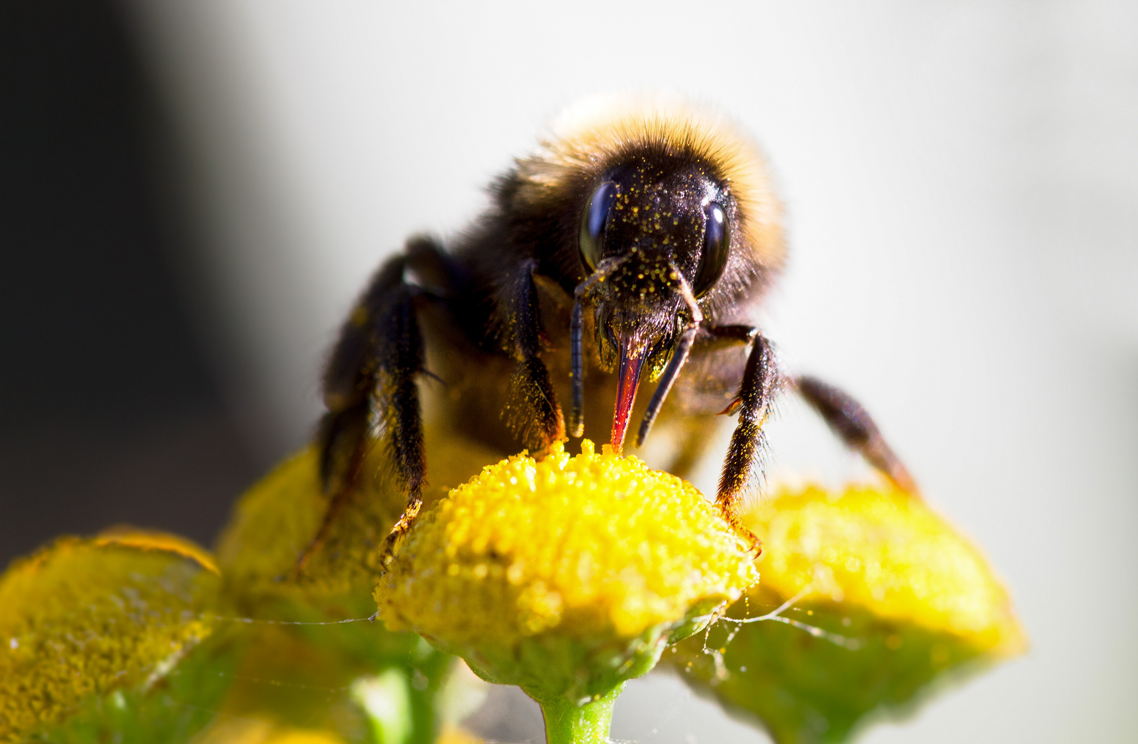 wiesenhummel