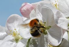 Wiesenhummel...