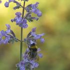 Wiesenhummel