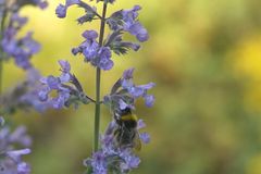 Wiesenhummel