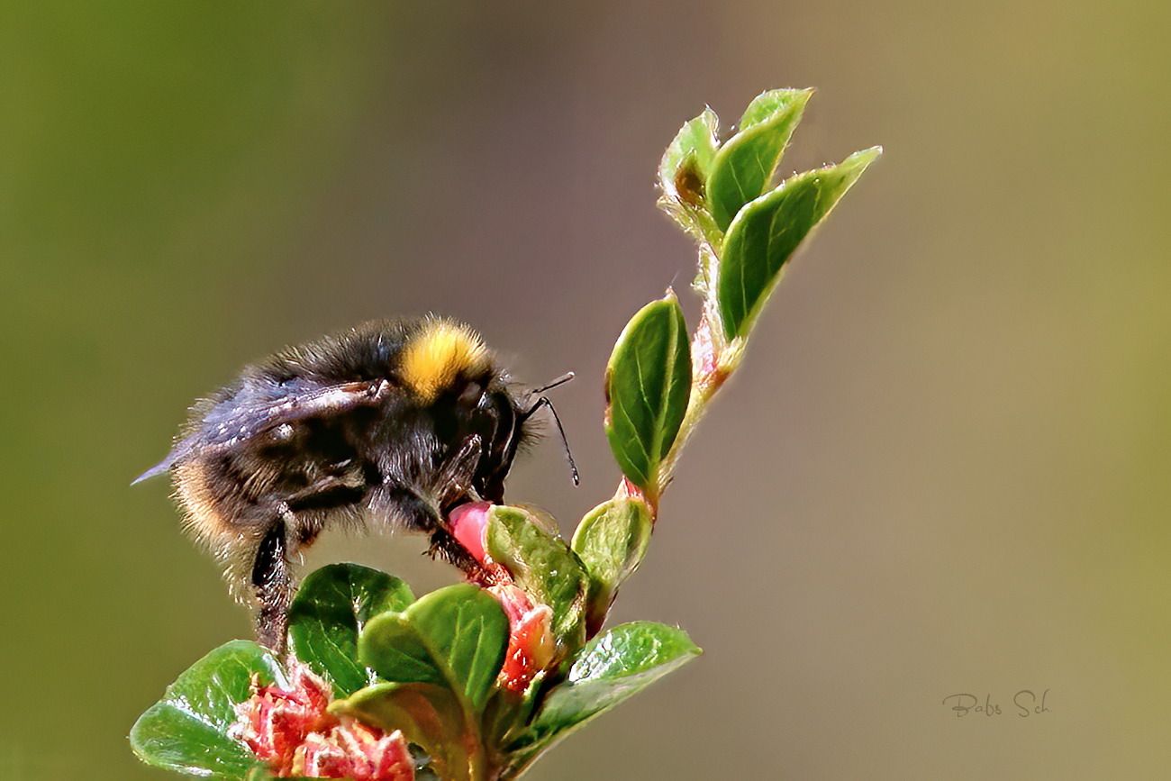 Wiesenhummel 