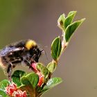 Wiesenhummel 