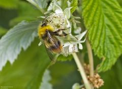  Wiesenhummel...