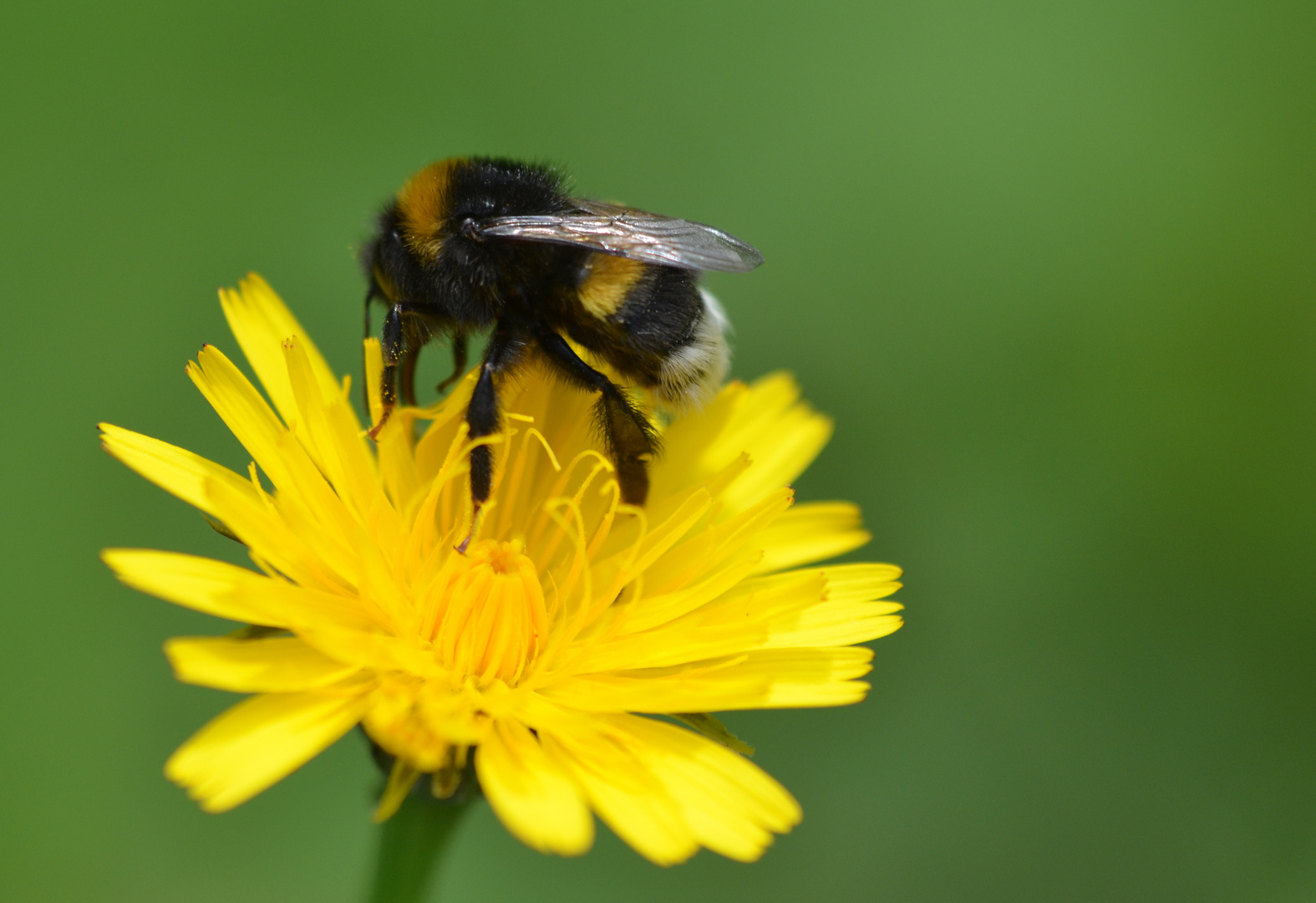 Wiesenhummel