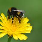 Wiesenhummel