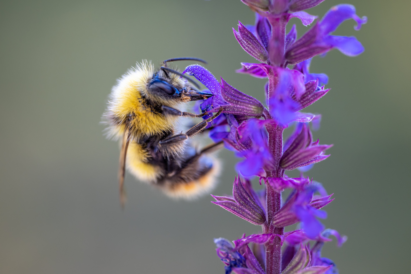 Wiesenhummel an Salbeiblüte