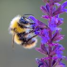 Wiesenhummel an Salbeiblüte