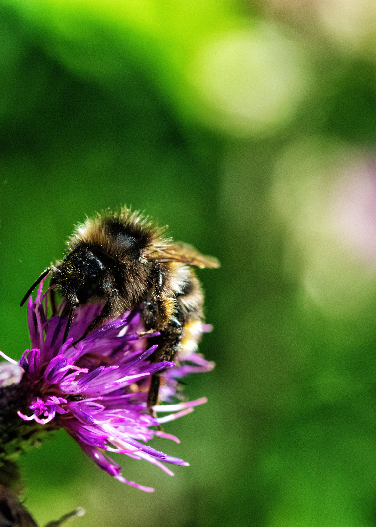 Wiesenhummel auf lila Blüte