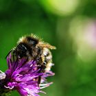 Wiesenhummel auf lila Blüte