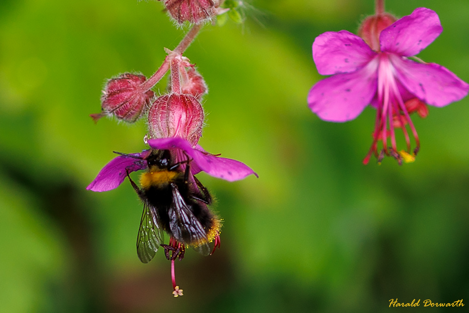 Wiesenhummel auf Storchenschnabel